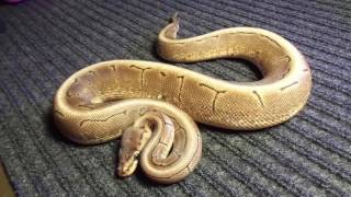 Ball python unboxing I got from Always Evolving Pythons! Info below.
