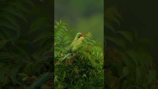 These parakeets will melt your heart 💚 #wildlifephotography#viralshorts#trendingshorts#viral