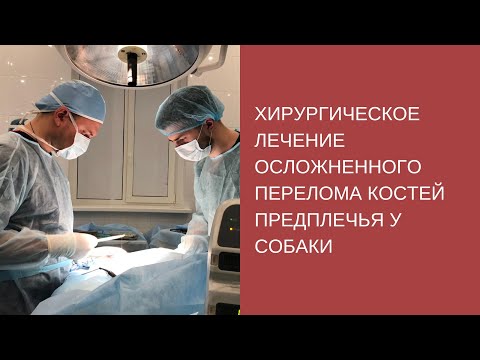 Хирургическое лечение осложненного перелома костей предплечья у собаки