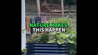 Nature makes this happen! #Ollegardens