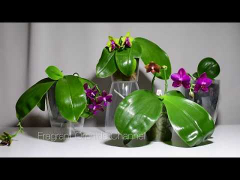 Video: Mida Tähendab Orhidee Lillena