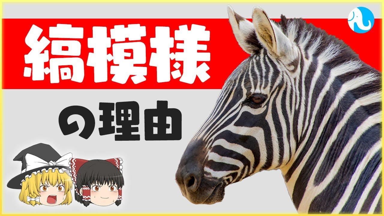 【9割が知らない】シマウマはなぜあんな縞模様なのか？【ゆっくり解説】 - YouTube
