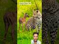Baby Deer 🦌 ko utha liya leopard 🐆 Ne #viralmoment #shortsfeed #wildanimals @georgemramba2764