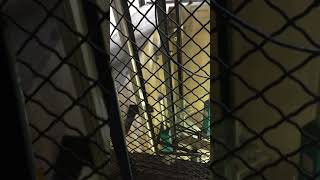 Download Lagu Counterweight buffer test at 800 feet a minute MP3