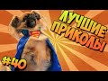 ЛУЧШИЕ ПРИКОЛЫ #40 ПЁС ПАТИМЕЙКЕР