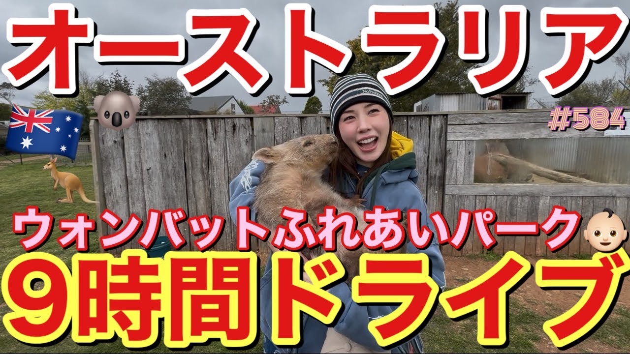 オーストラリアでドミニクれいちゃんが9時間ドライブ耐久した日にウォンバットとふれあいしたら疲れ吹っ飛んだとりあえず癒されたい時はオーストリア絶対おすすめ