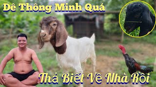 Thả Cặp Dê Ra Ngoài Đồng Ăn Lổi Cơn Mưa Tự Biết Chạy Về Nhà  /Nhân Tạ Mốt by Nhân Tạ Mốt 29,224 views 2 weeks ago 17 minutes