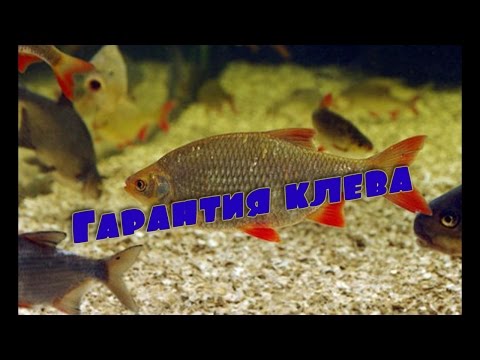 весной на рыбалку на красноперку