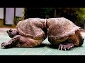 This Turtle Endured 19 Years Of Torture - This Story Will Make You Smile And Cry