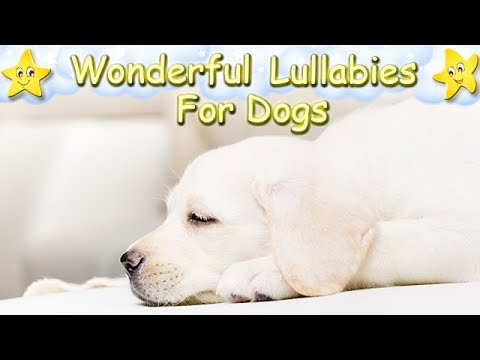 Super Calming And Relaxing Music For Dogs And Puppies ♫ Relax Your Dog Effectively Within 5 Minutes