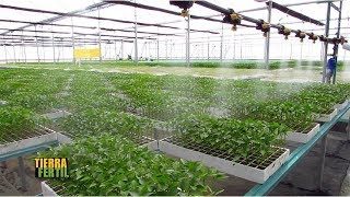 TIERRA FÉRTIL TV-GENERACIÓN DE PLANTULA PARA UNA BUENA PRODUCCIÓN (07.10.17)