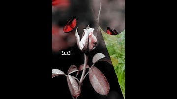 #sortvideo Kinemaster line wipe transition PicsArt fx photo editing tranding viral#mk_editz016#sorts