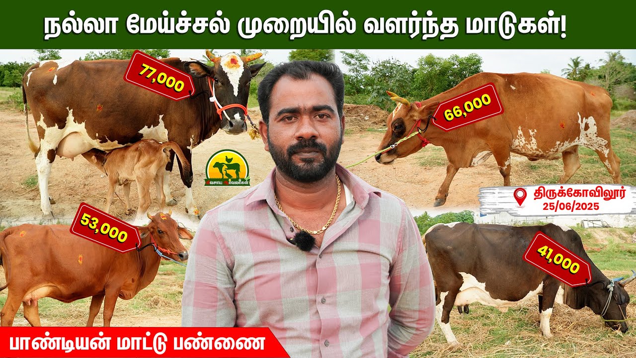 நம்ம பண்ணைக்கு புதிதாய் வந்த மாடுகள் 