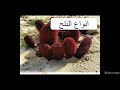 احياء الاخراج في النبات الصف الثاني الثانوي الفصل الدراسي الثاني mp3