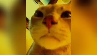 Cat Sad Reaction in Party Meme Template |