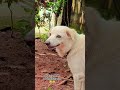 "எப்படி என் கண்டுபிடிப்பு 😂😂" #virelshorts #funny #shortsvideo