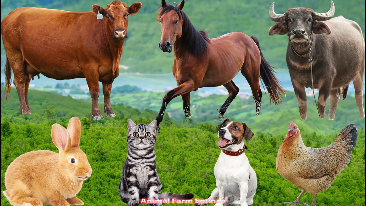 Relaxing Animal Videos: Buffalo, Duck, Pig, Goat, Dog, Chicken, Cat, Sheep – Animal Sounds