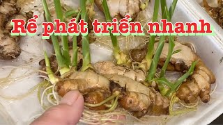 Cách trồng gừng ươm gừng tuyệt vời của Tư và cách trồng su su, xà lách | How to grow ginger faster