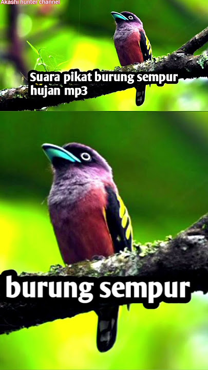 suara pikat burung sempur hujan