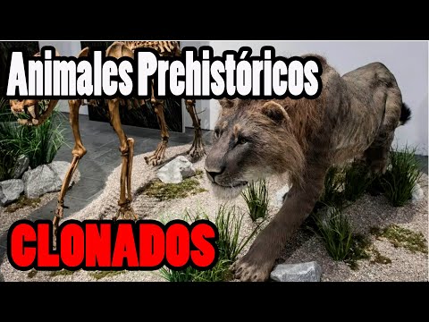 Vídeo: Ver Un Mamut: Qué Animales Prehistóricos Se Pueden Clonar - Vista Alternativa