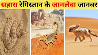 सहारा रेगिस्तान के जानलेवा जानवर 😱| Animals found in  sahara Desert 😱|