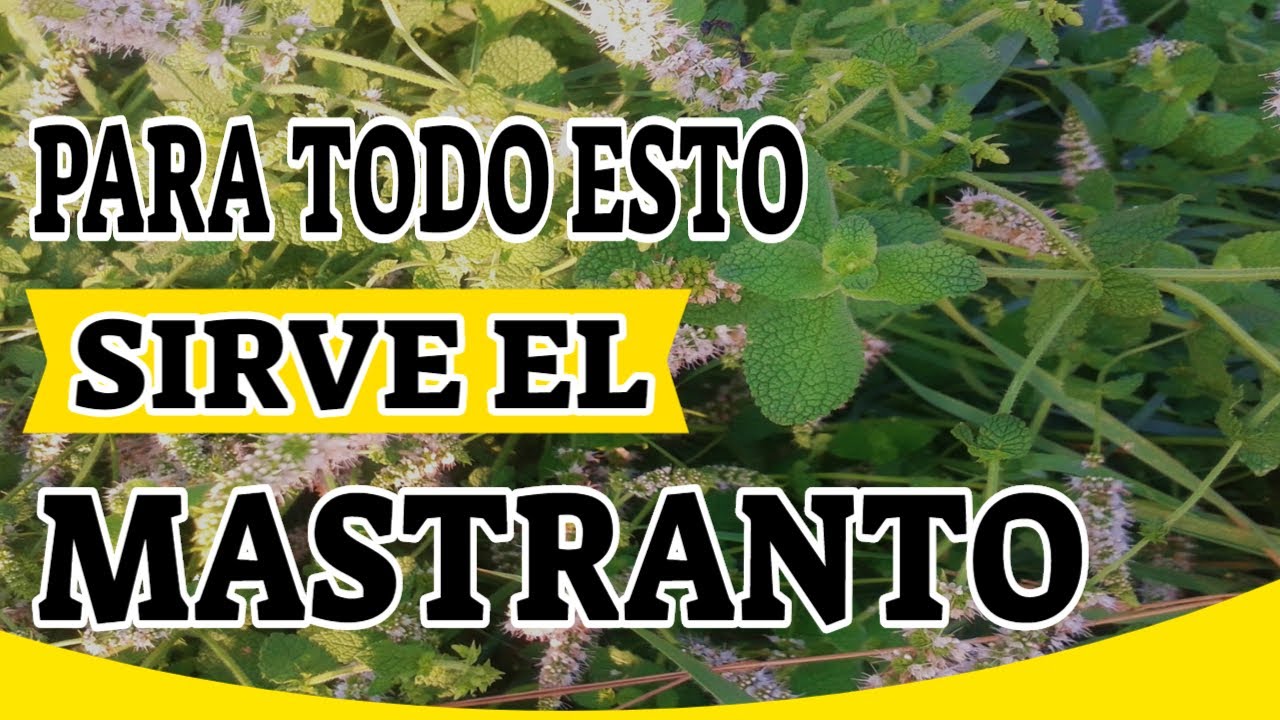 📢 Para Que Sirve El Mastranto O Manzana Menta Como Planta Medicinal 💚 YouTube 📢 Para Que Sirve El Mastranto O Manzana Menta Como Planta Medicinal 💚 YouTube