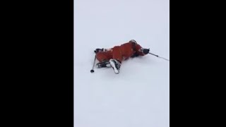 Skier Faceplants Going Down A Snowhill