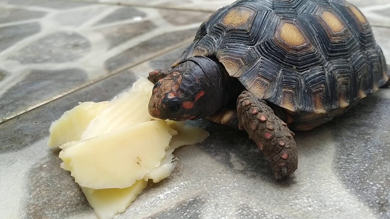 Can Turtles Eat Cheese 