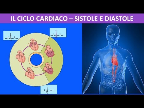 Video: Differenza Tra Stomi E Cellule Di Guardia