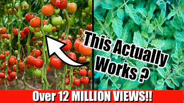 Kolik vyprodukuje 1 rostlina rajčat?
