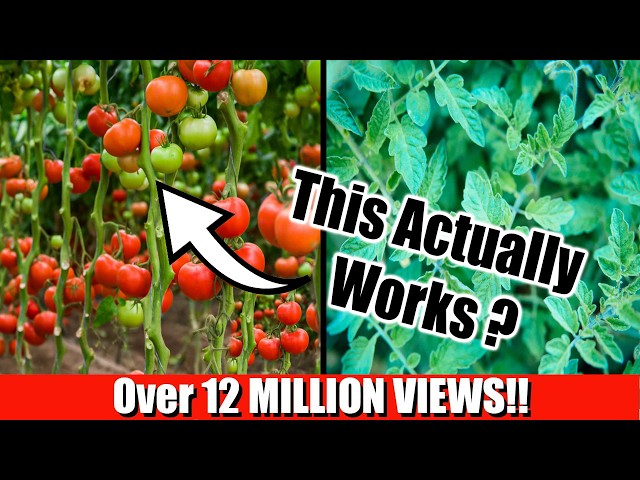 Grow Lots of Tomatoes... Not Leaves // Complete Growing Guide class=