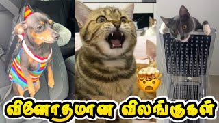 விலங்குகளின் காமெடி Moments😂 | பூனைகளின் Mind Voice | Hoomans | Twisty story