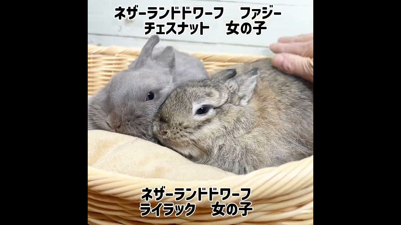 うさぎ専門店monLapin】☆タイプの全く違うネザーランドドワーフ