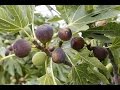 How to Grow Figs - Complete Growing Guide