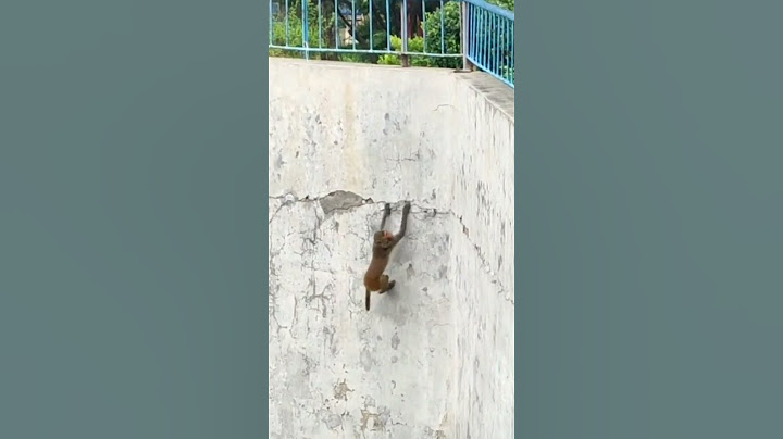 Monkey escaped from prison #shorts