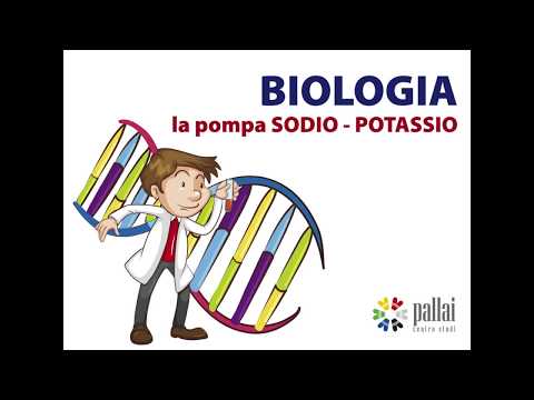 Biologia per i TEST di Ammissione: la pompa Sodio Potassio