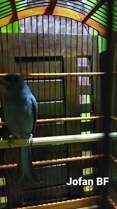Srigunting Abu2 Super nembak Lovebird panjang