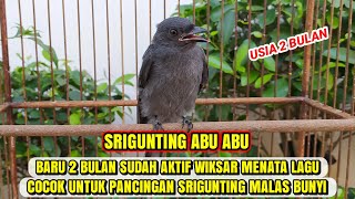 SRIGUNTING ABU ABU USIA 2 BULAN AKTIF NGERIWIK KASAR MENATA LAGU❗