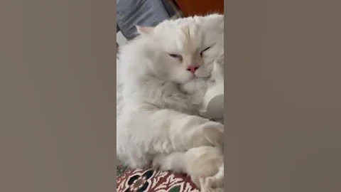 Video 3975321: persian cat purring, sleepy persian cat, persian cat sound, cute cat