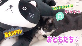 ハチワレ Youtube