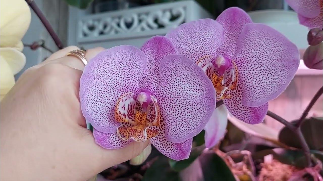 Phal. Legato peloric Beautiful orchids, Orchid flower, Exotic flowers
