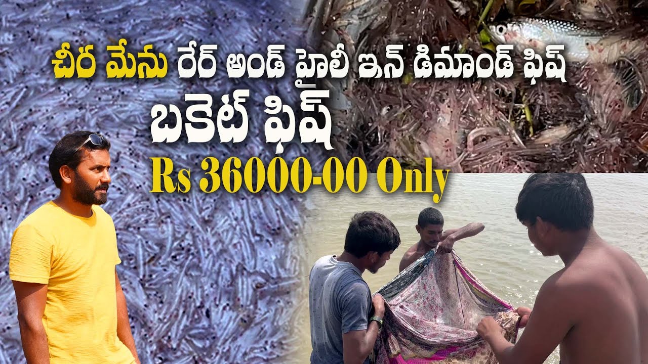 Cheera Menu Fish Yanam Venkatahanuam s Vagary YouTube cheera-menu-fish-yanam-venkatahanuam-s-vagary-youtube