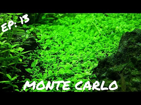 INTERMEDIATE PLANT: Micranthemum 'Monte Carlo'
