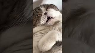 Snoring Cat Woken by Pet Parent