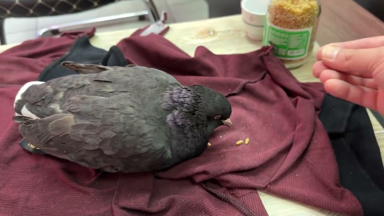 Sokakta Ölmek Üzere Bulduğumuz Güvercini Hayata Döndürdük 🕊️Hasta Antibiyotik Güvercin Tedavi Bakım 