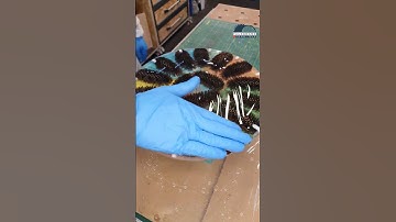 Handcrafted Timepiece: Vibrant Epoxy Resin & Pine Cone Art