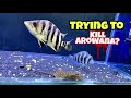 Arowana jump again bullying arowananikhil patle