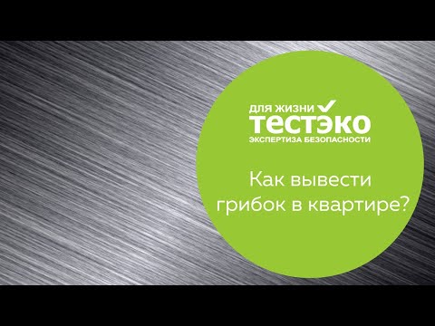 Плесень на стене в квартире: что делать, как избавиться и вывести грибок?