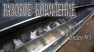 видео: ПОЧЕМУ КОРМЛЮ КРОЛЬЧАТ 1 РАЗ В СУТКИ картинка: ПОЧЕМУ КОРМЛЮ КРОЛЬЧАТ 1 РАЗ В СУТКИ