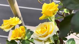 黃玫瑰 #yellowrose